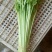 香芹55cm以上