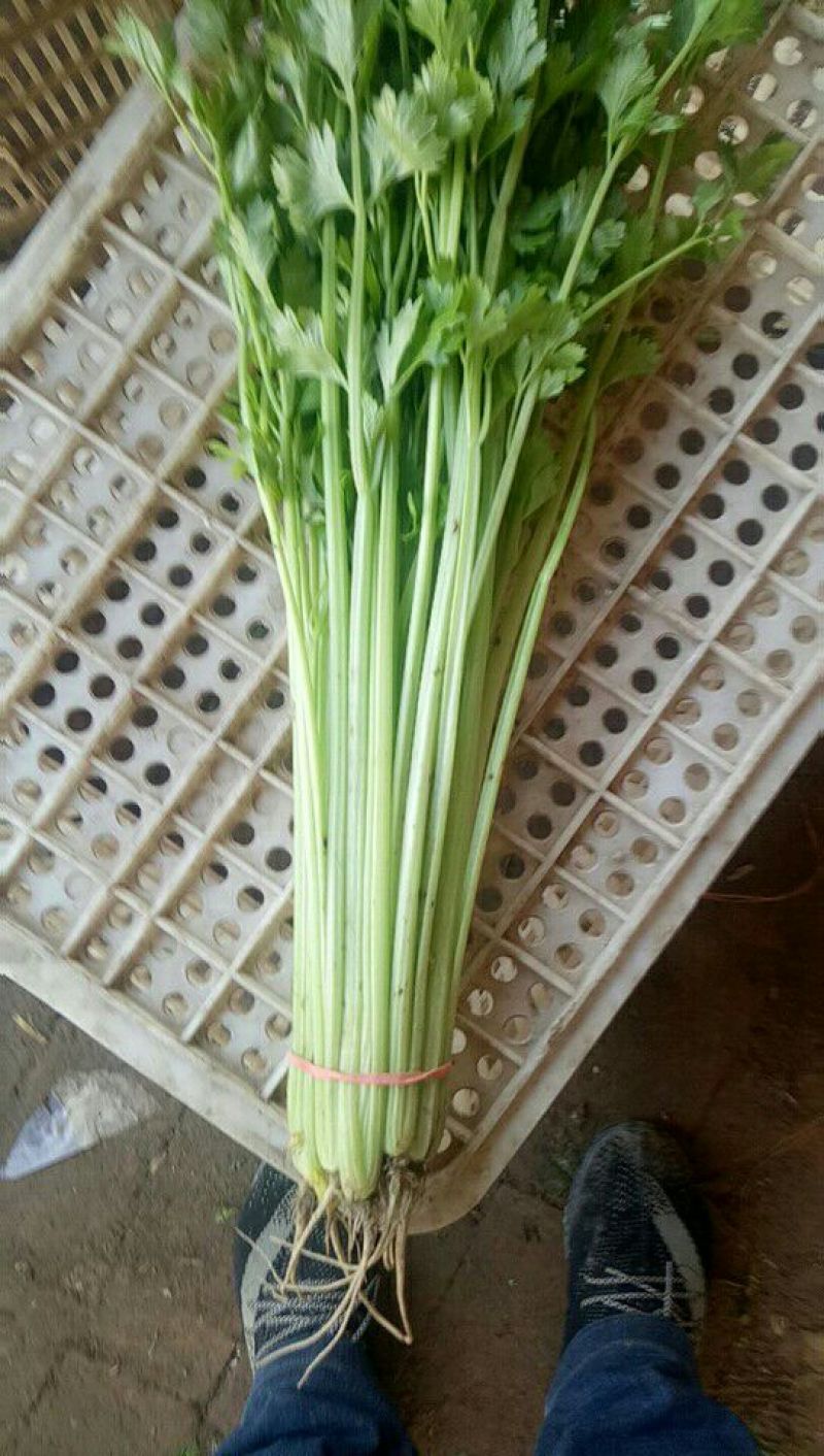 香芹55cm以上