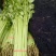香芹55cm以上