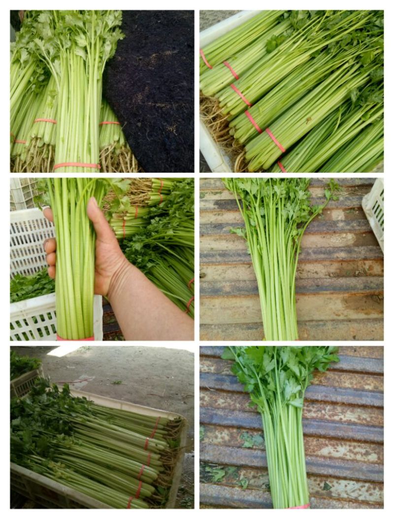 香芹55cm以上