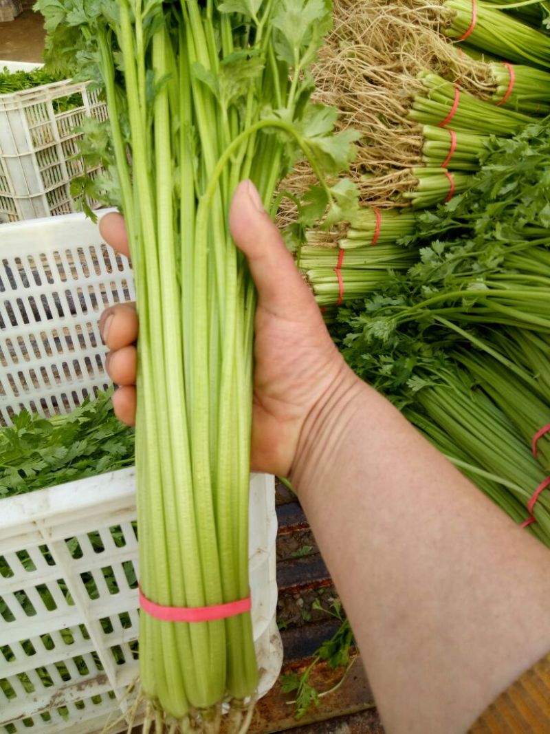 香芹55cm以上