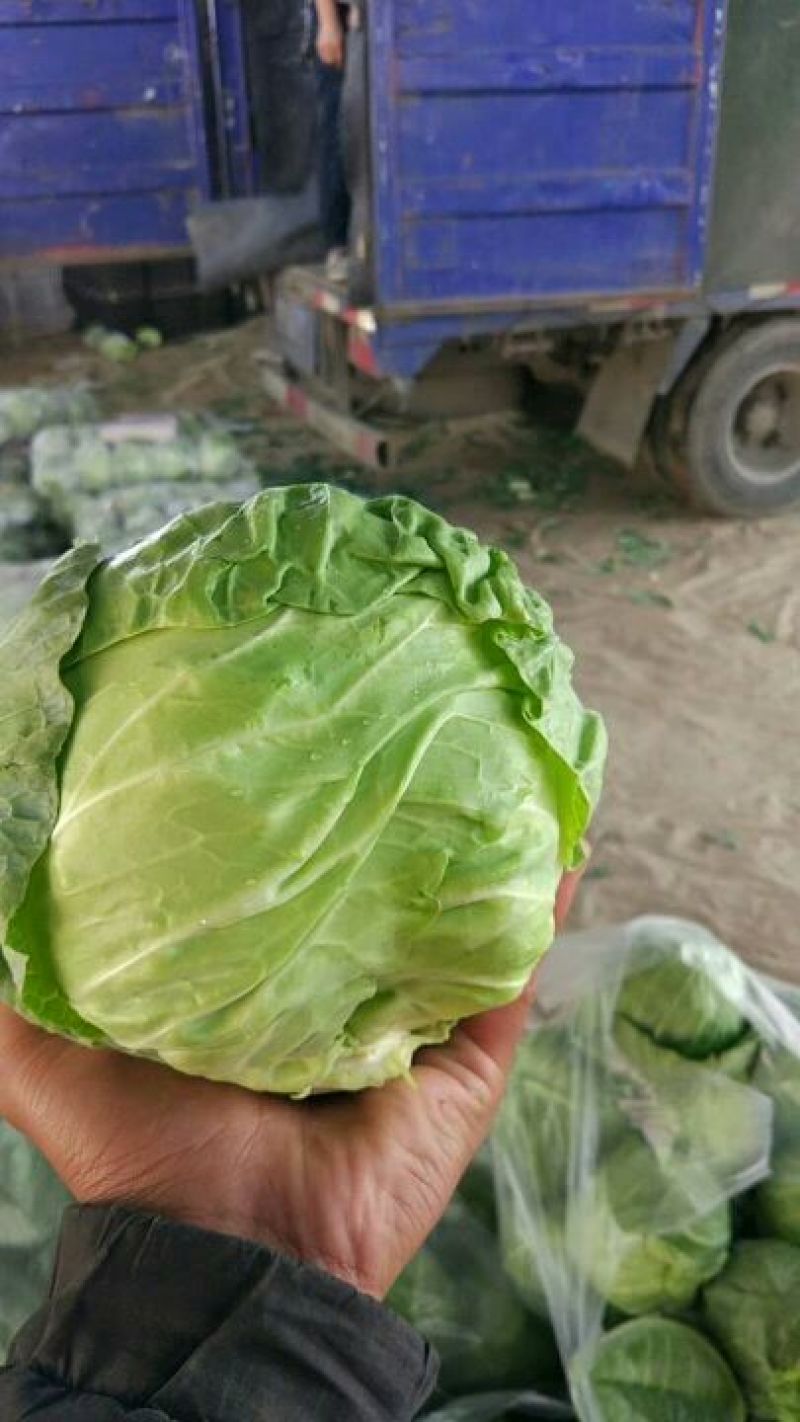 山东聊城冷棚萱甘蓝，大量供应中，专业对接市场，商超