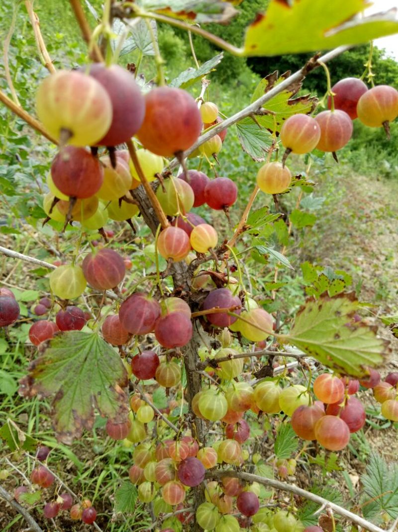 灯笼果苗，长年批发一年生灯笼果苗，保证质量。