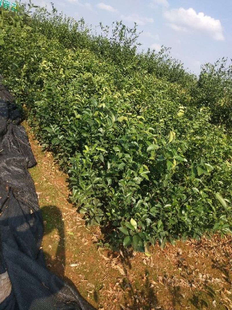 枳壳苗商州枳壳，臭橙种苗