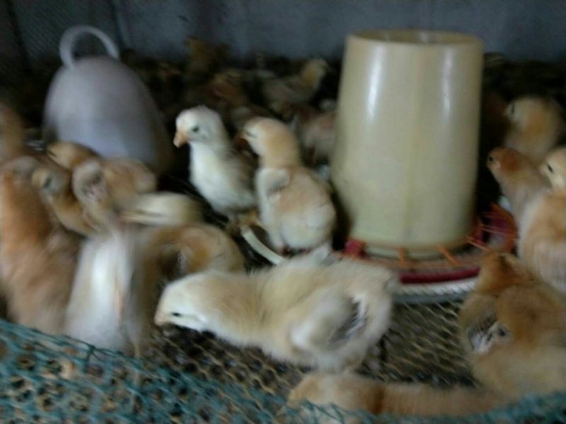 红玉鸡苗250克以下脱温苗雄