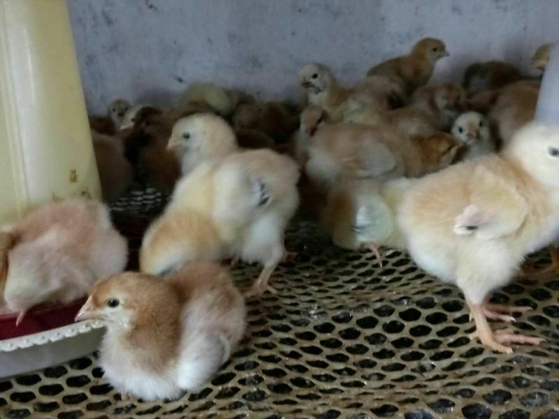 红玉鸡苗250克以下脱温苗雄
