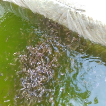 土鲶鱼苗，土乌鱼（土生鱼）苗