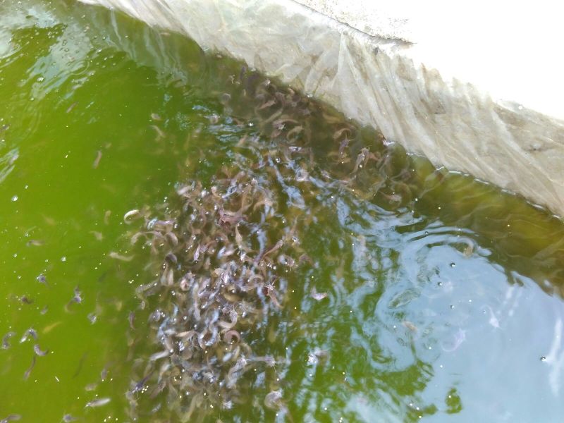 土鲶鱼苗，土乌鱼（土生鱼）苗