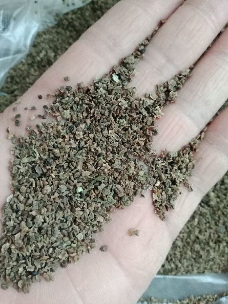 地肤子，东北产正品地肤子，量大从优，