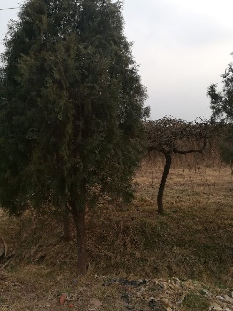 侧柏大苗