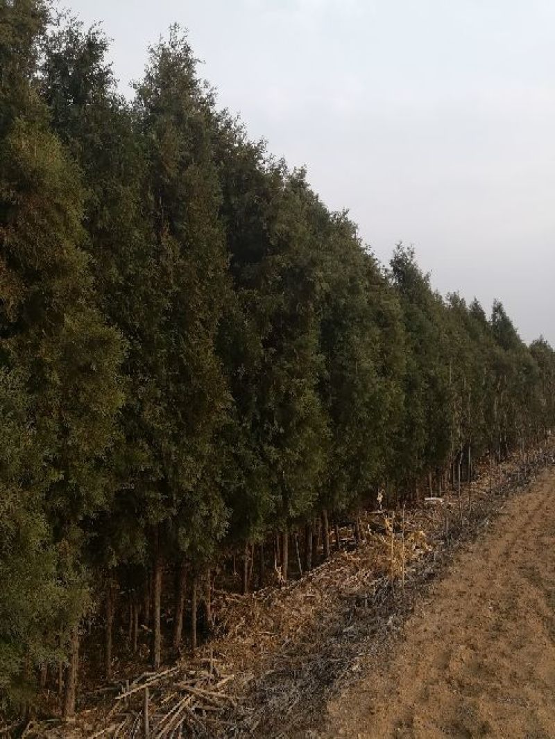 侧柏大苗
