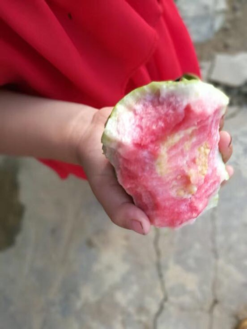 西瓜番石榴苗西瓜芭乐/珍珠芭乐