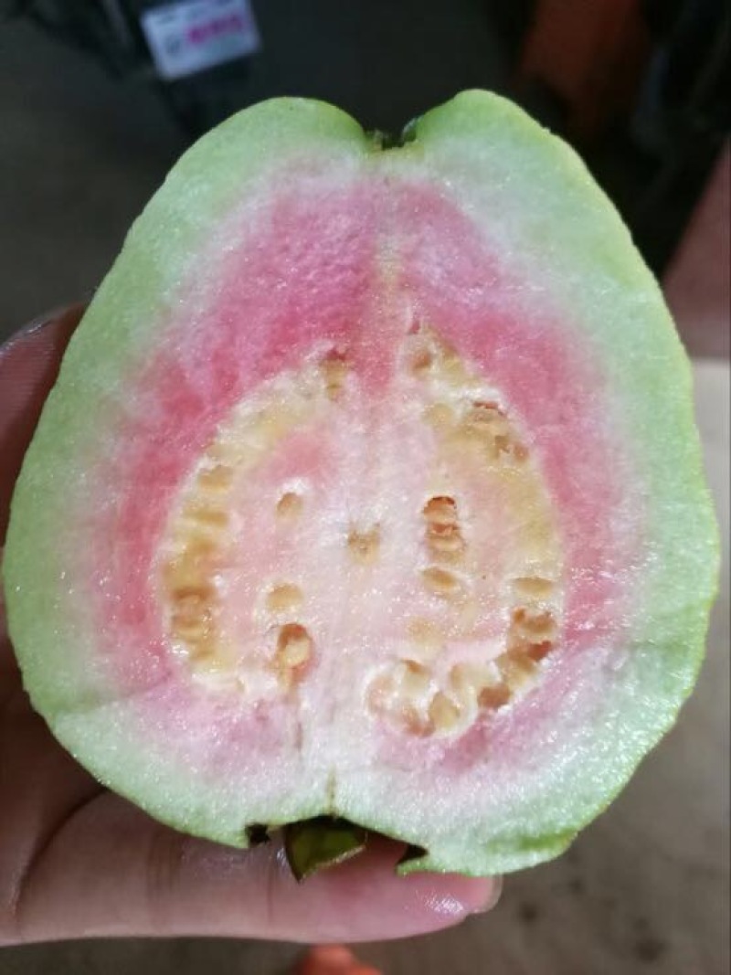 西瓜番石榴苗西瓜芭乐/珍珠芭乐