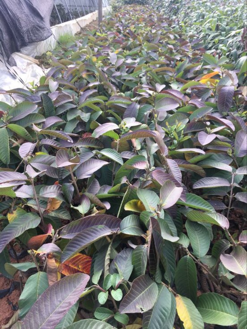 西瓜番石榴苗西瓜芭乐/珍珠芭乐