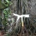 吴茱萸苗30~50cm