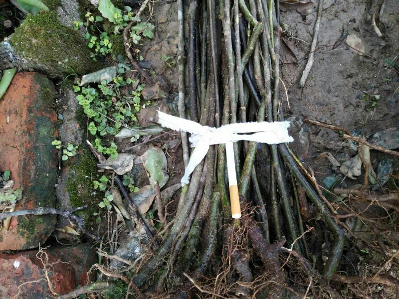 吴茱萸苗30~50cm