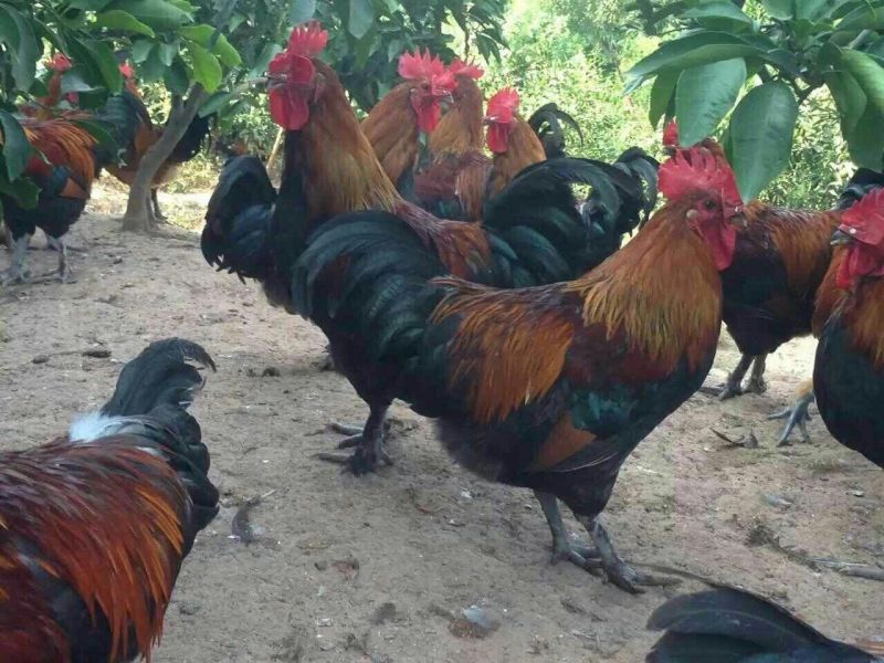 瑶鸡苗分别为1号红瑶2号黑瑶诚信经营...假一赔十