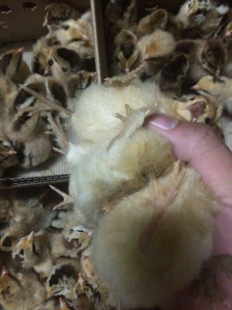 瑶鸡苗分别为1号红瑶2号黑瑶诚信经营...假一赔十