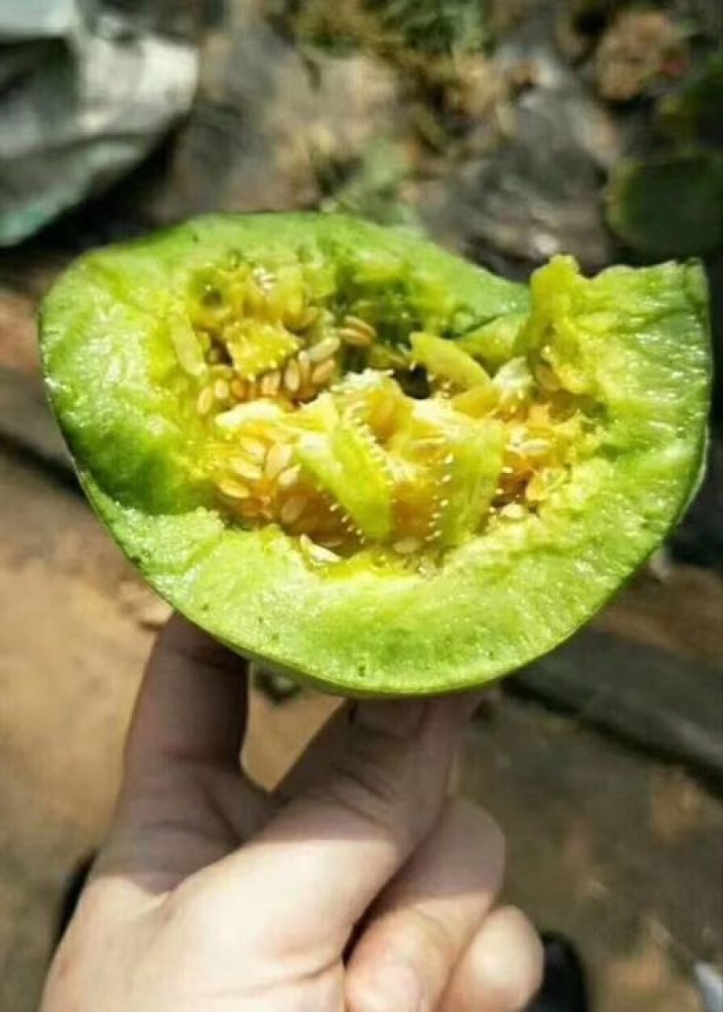 山东产区绿宝甜瓜口感好质量优货源充足