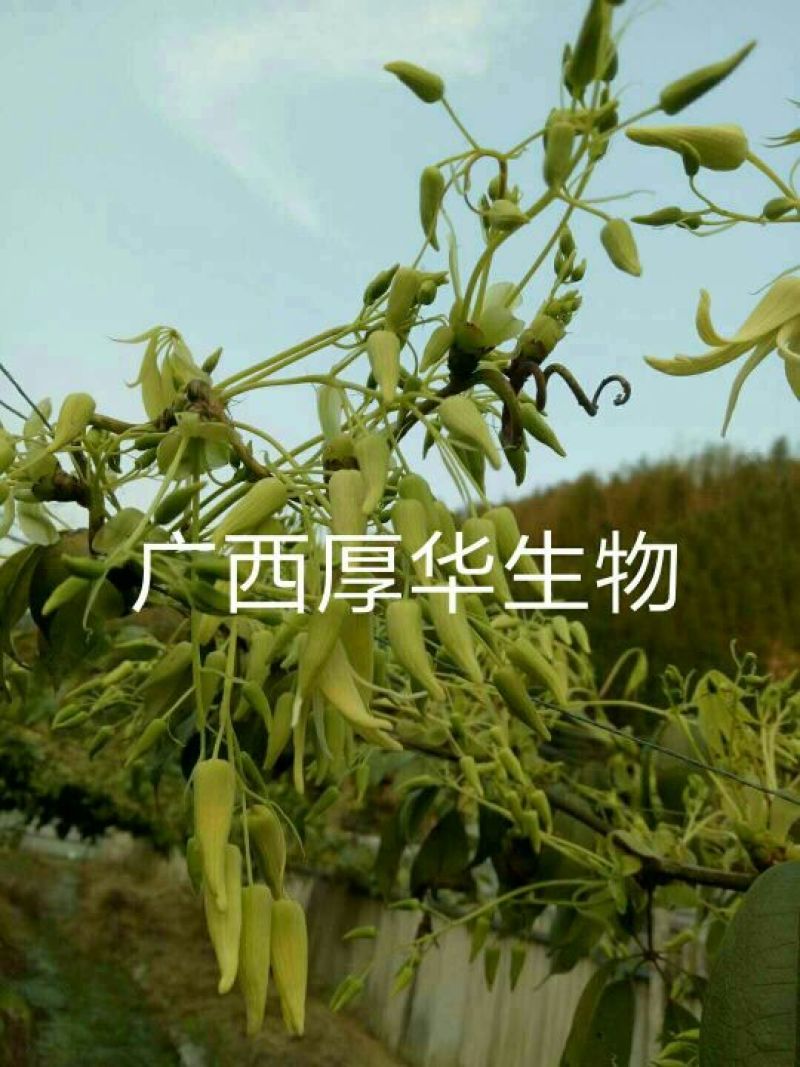 九月黄苗选育改良巨果新品种产量高耐储存耐运输