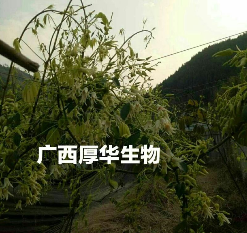 九月黄苗选育改良巨果新品种产量高耐储存耐运输