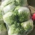 大量供应大白菜4~6斤净菜
