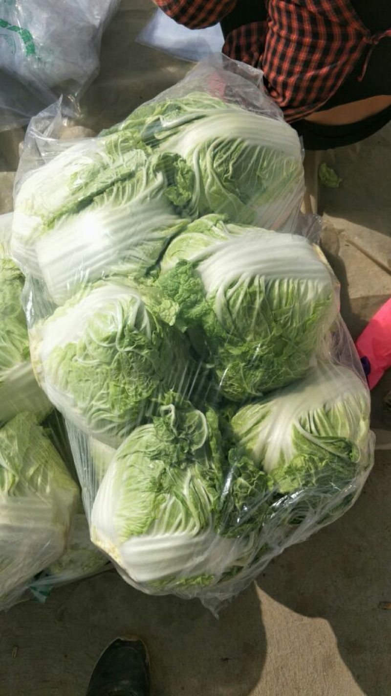 大量供应大白菜4~6斤净菜
