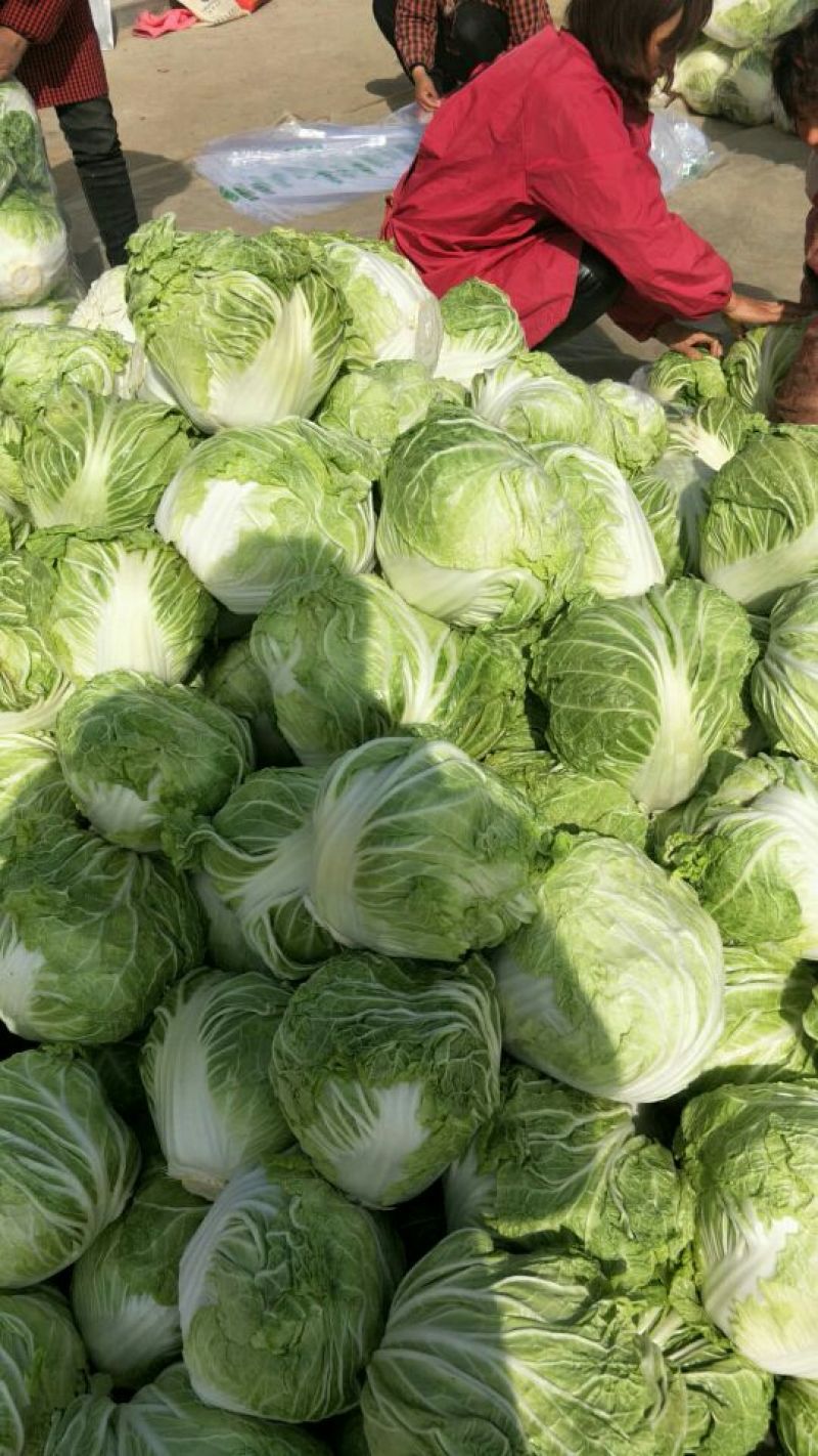 大量供应大白菜4~6斤净菜