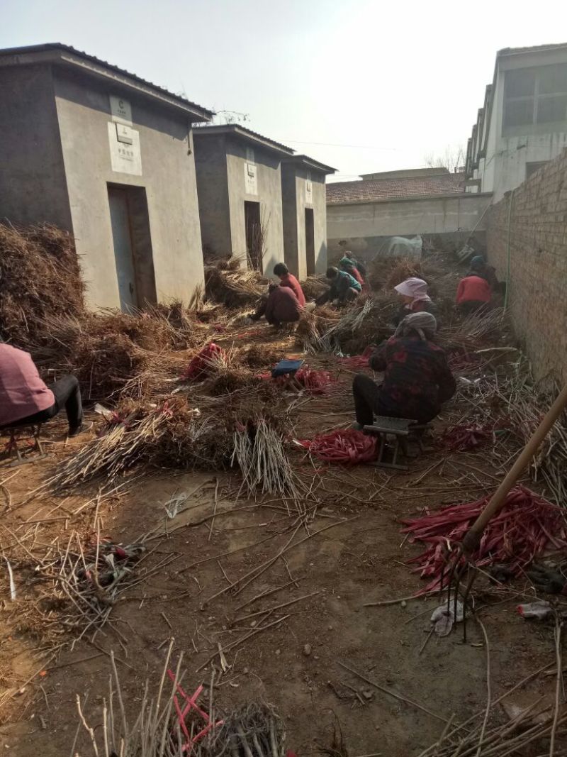 【优质】山东优质红油香椿苗基地直发根系发达