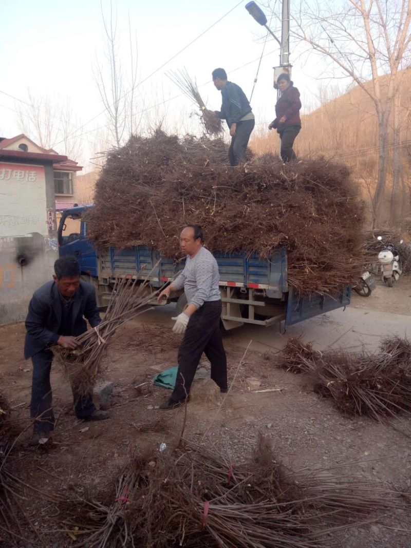 【优质】山东优质红油香椿苗基地直发根系发达