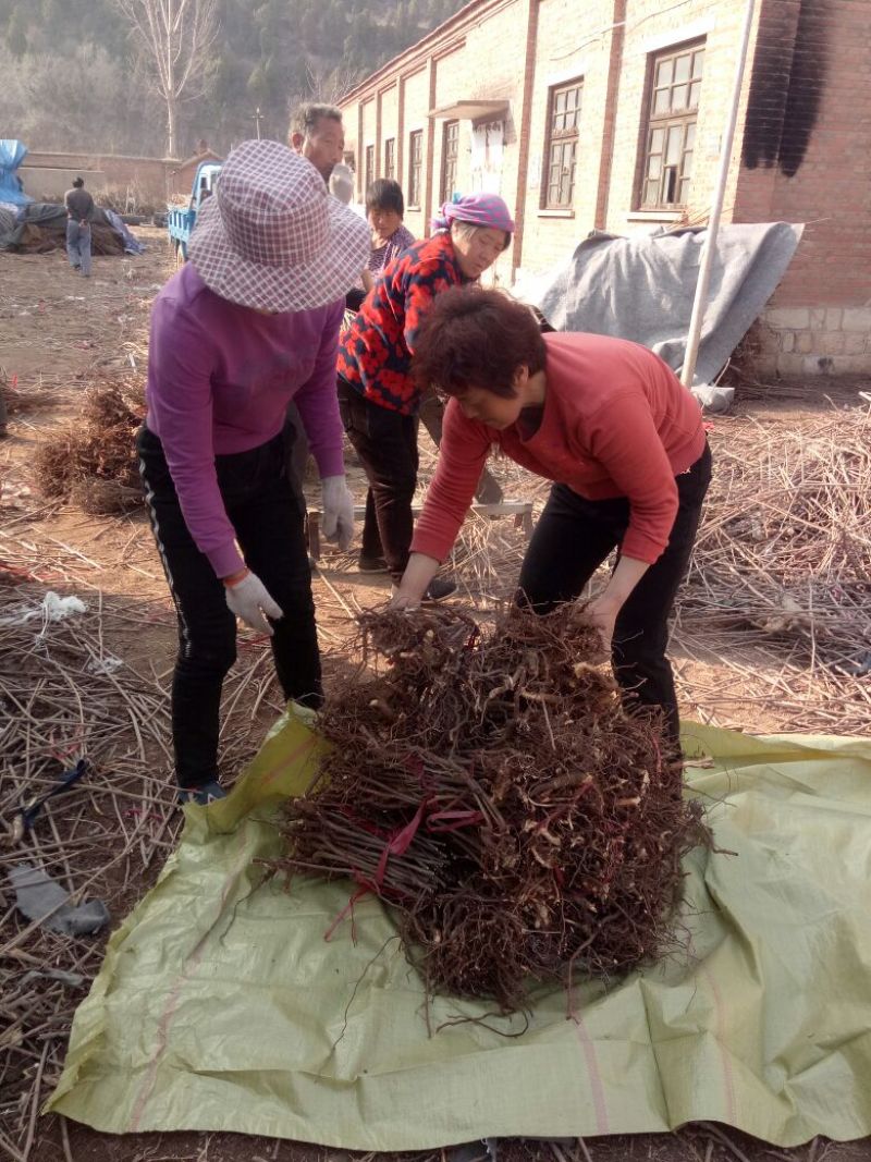 【优质】山东优质红油香椿苗基地直发根系发达