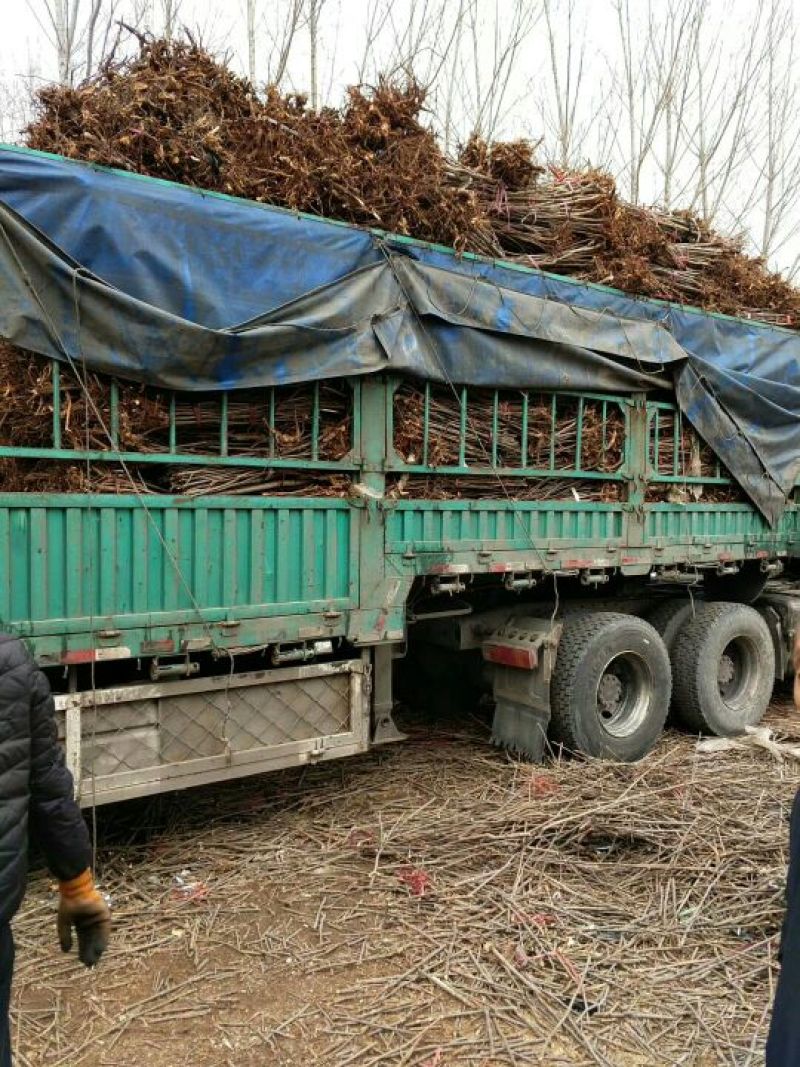 【优质】山东优质红油香椿苗基地直发根系发达