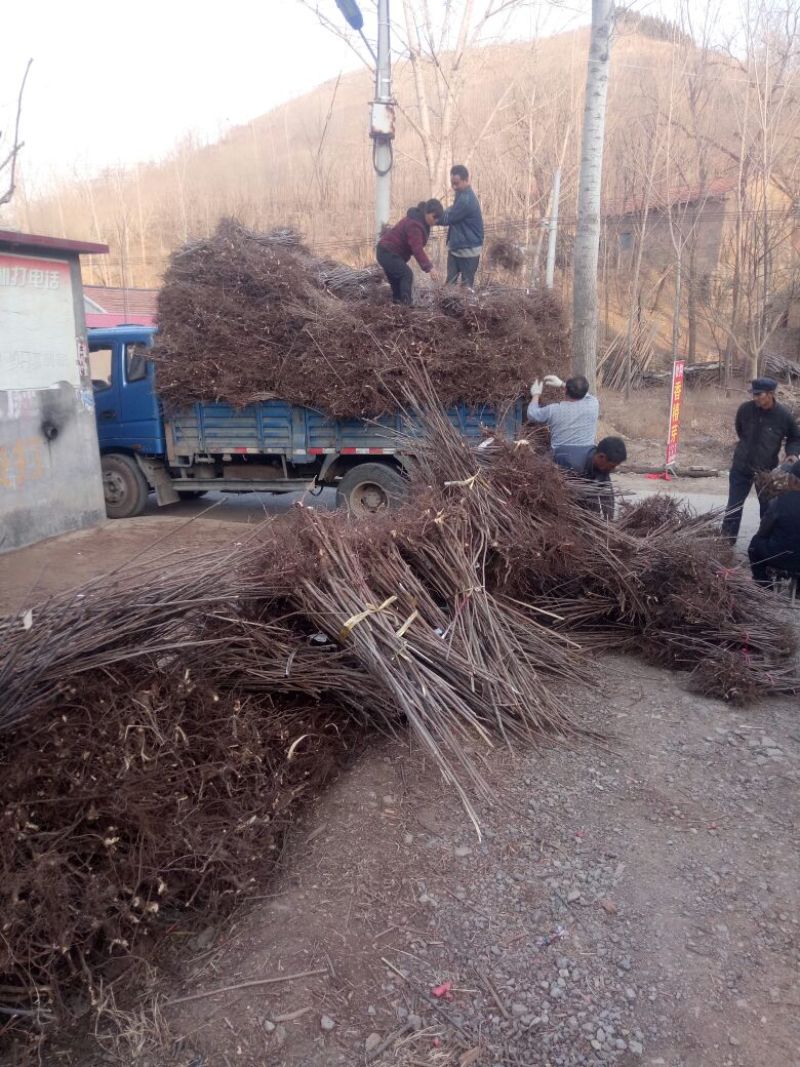【优质】山东优质红油香椿苗基地直发根系发达