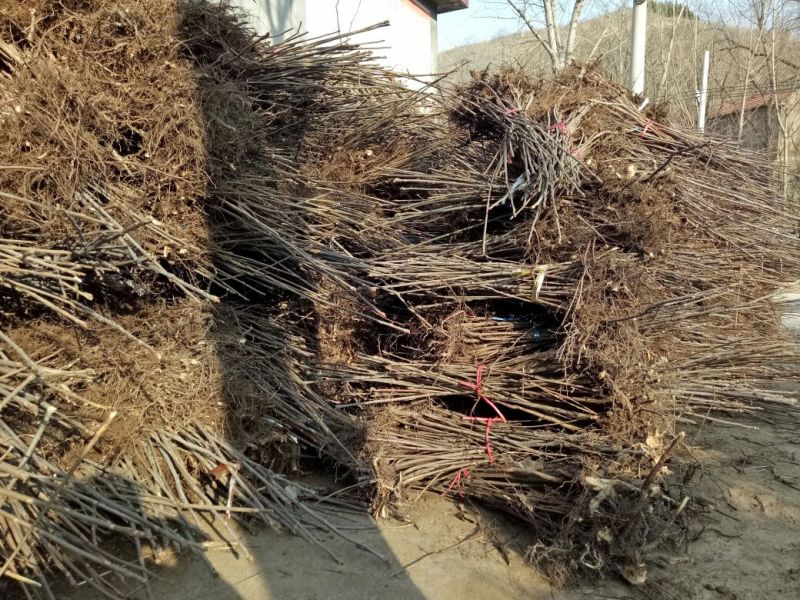 【优质】山东优质红油香椿苗基地直发根系发达