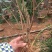 茉莉花苗20~30cm