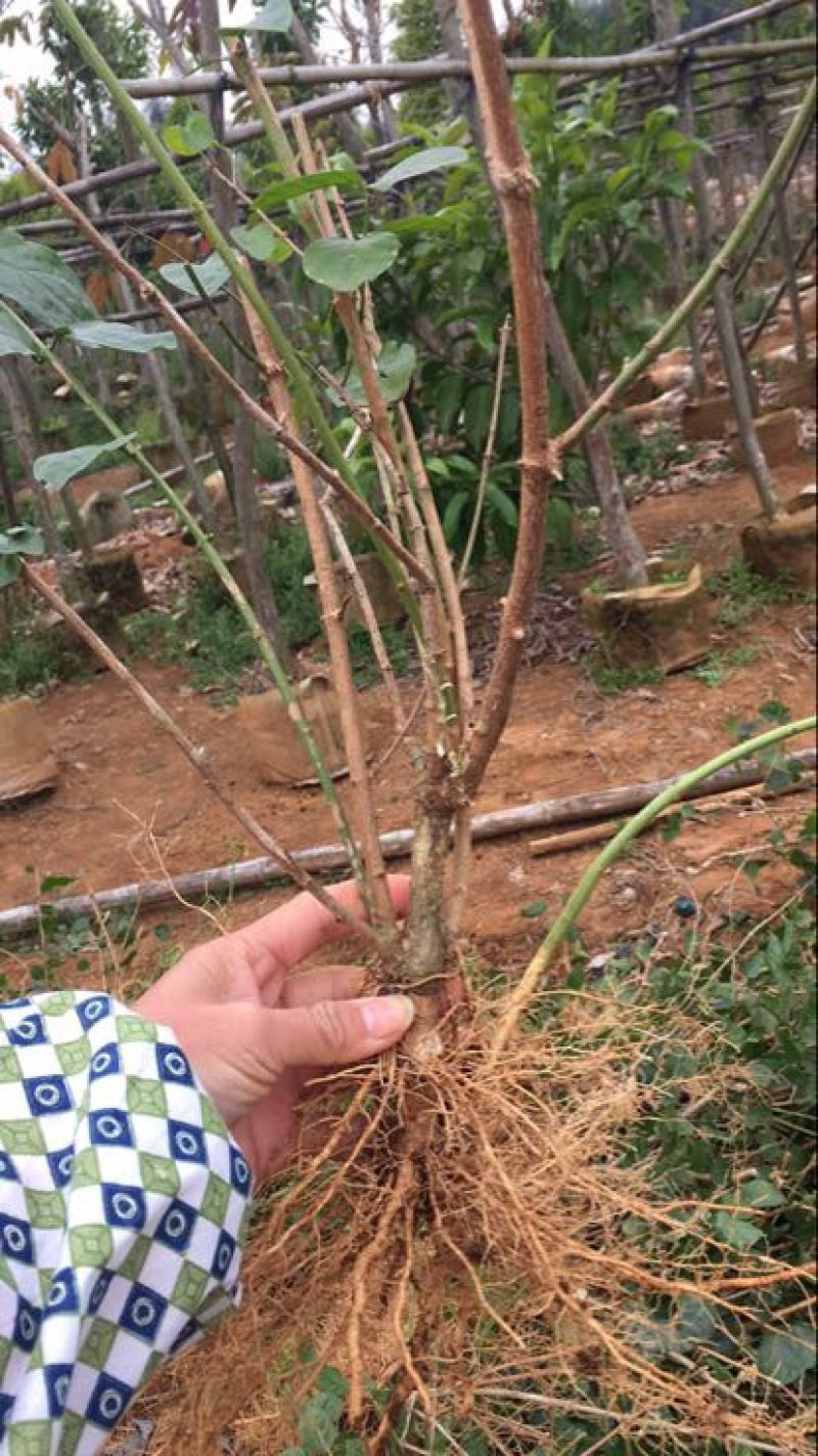 茉莉花苗20~30cm