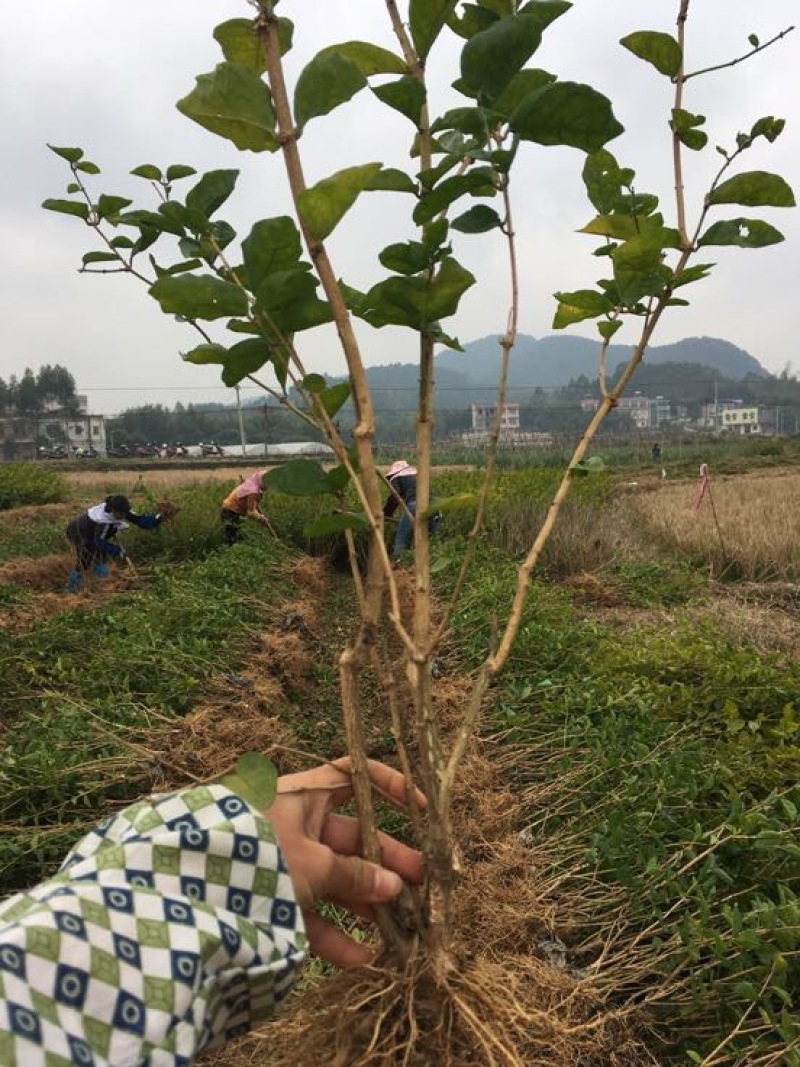 茉莉花苗20~30cm