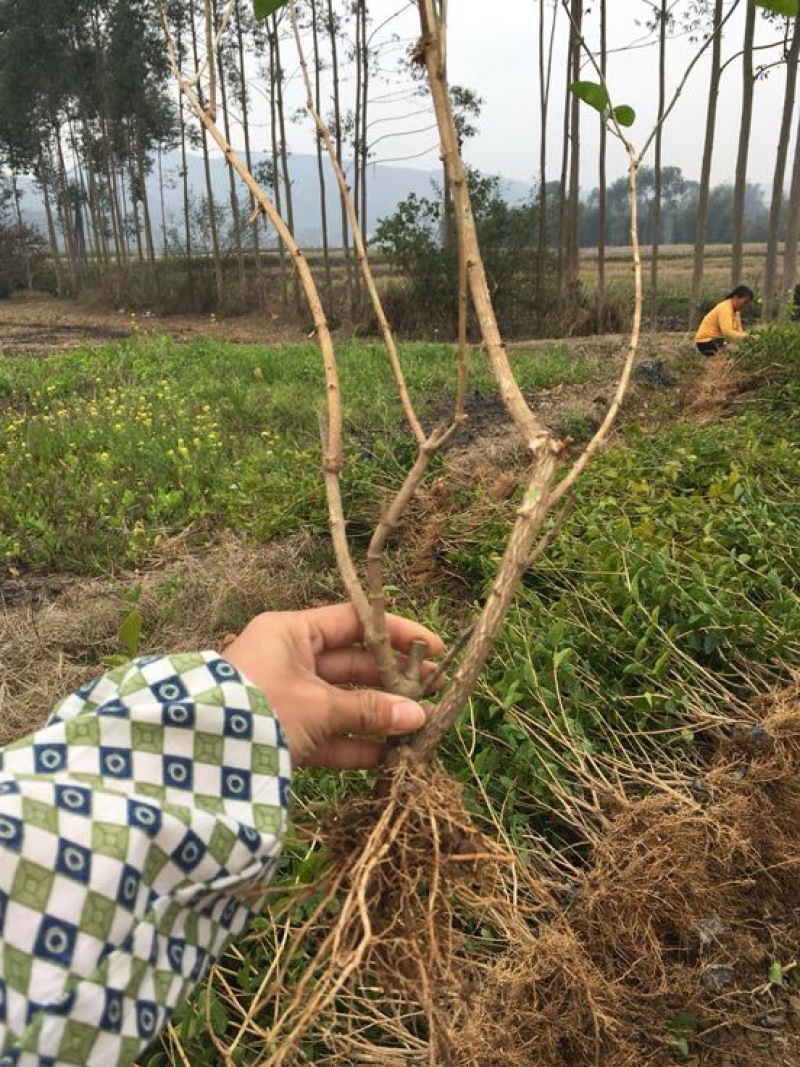 茉莉花苗20~30cm