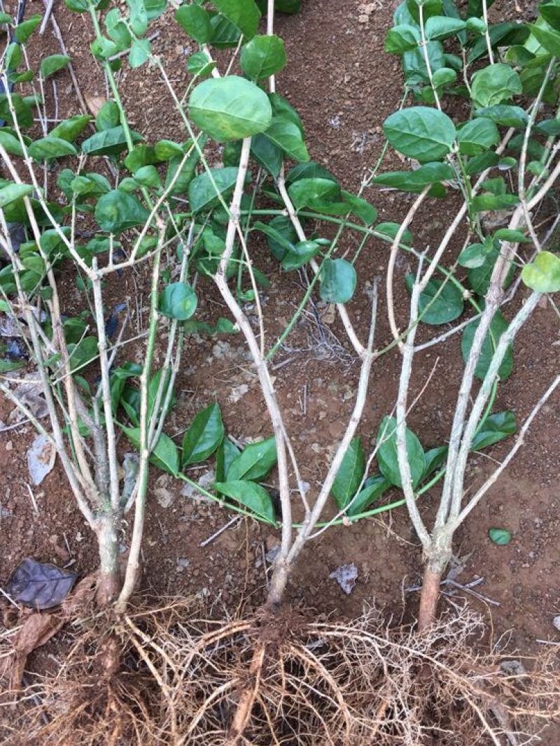 茉莉花苗20~30cm