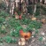 走地鸡散养土鸡2~3斤
