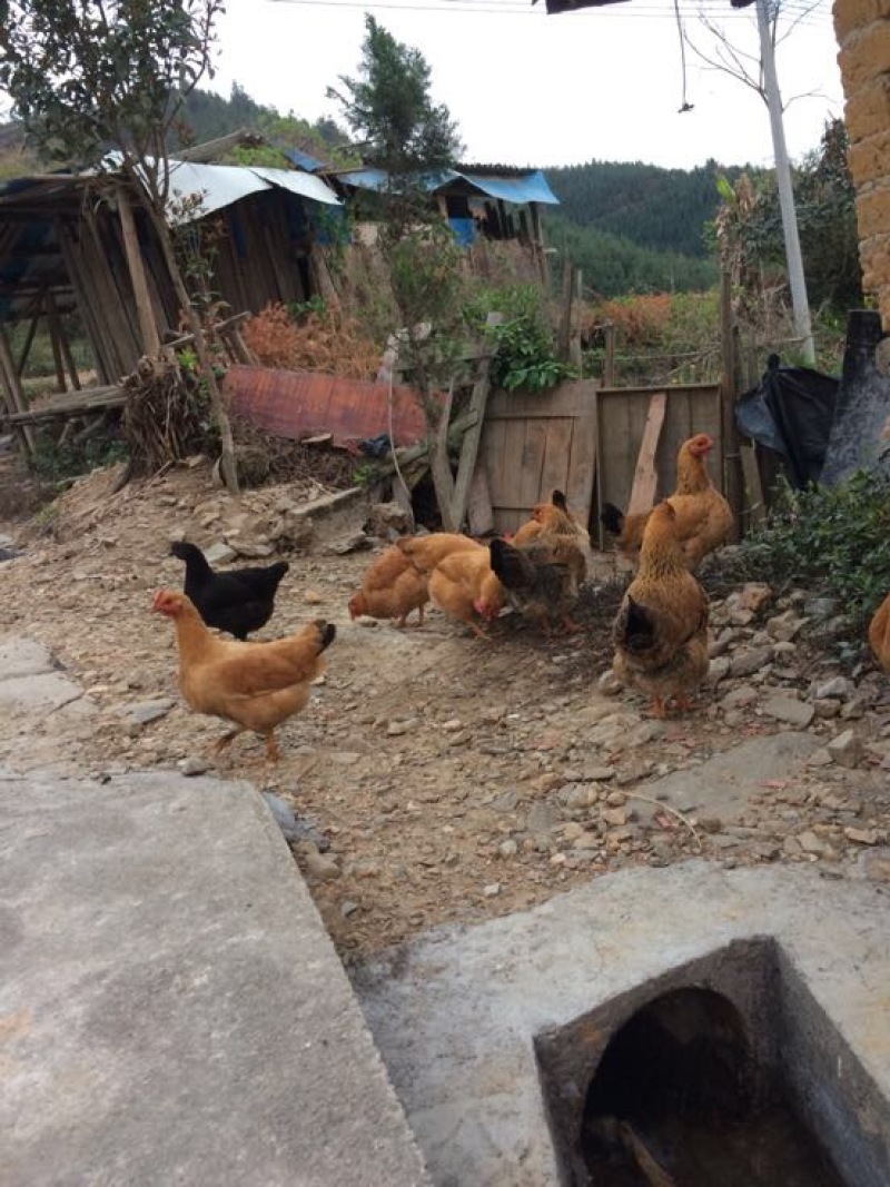 走地鸡散养土鸡2~3斤