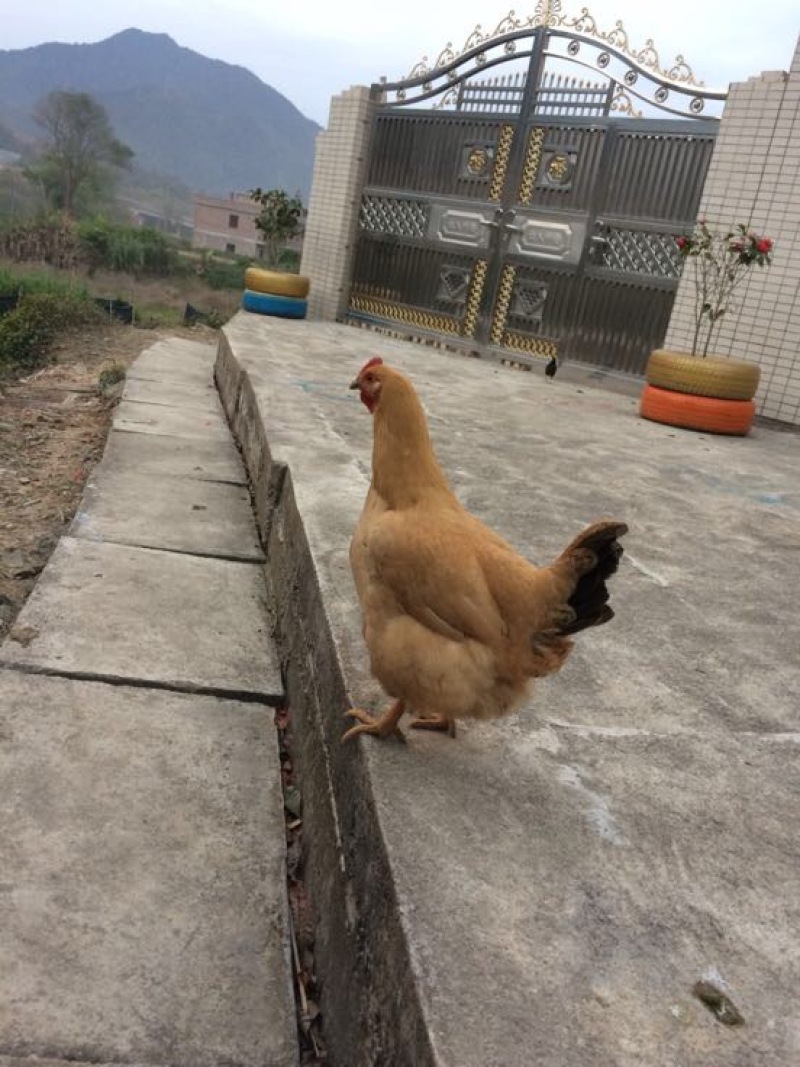 走地鸡散养土鸡2~3斤