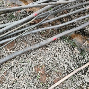 黄山栾树6~8cm4~6cm4米以上