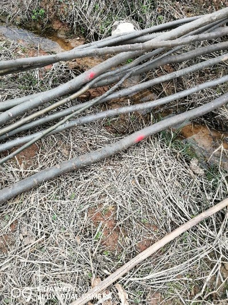 黄山栾树6~8cm4~6cm4米以上