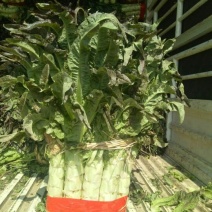 莴苣1~1.5斤50~60cm