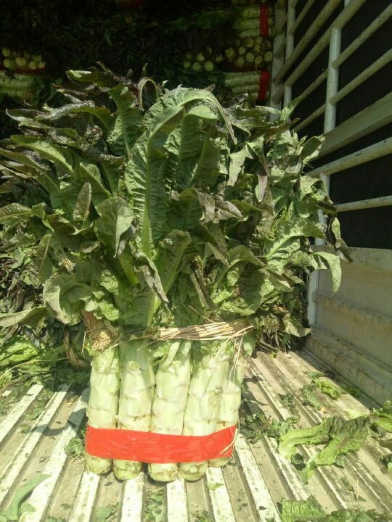 莴苣1~1.5斤50~60cm
