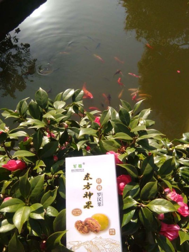 罗汉果果条