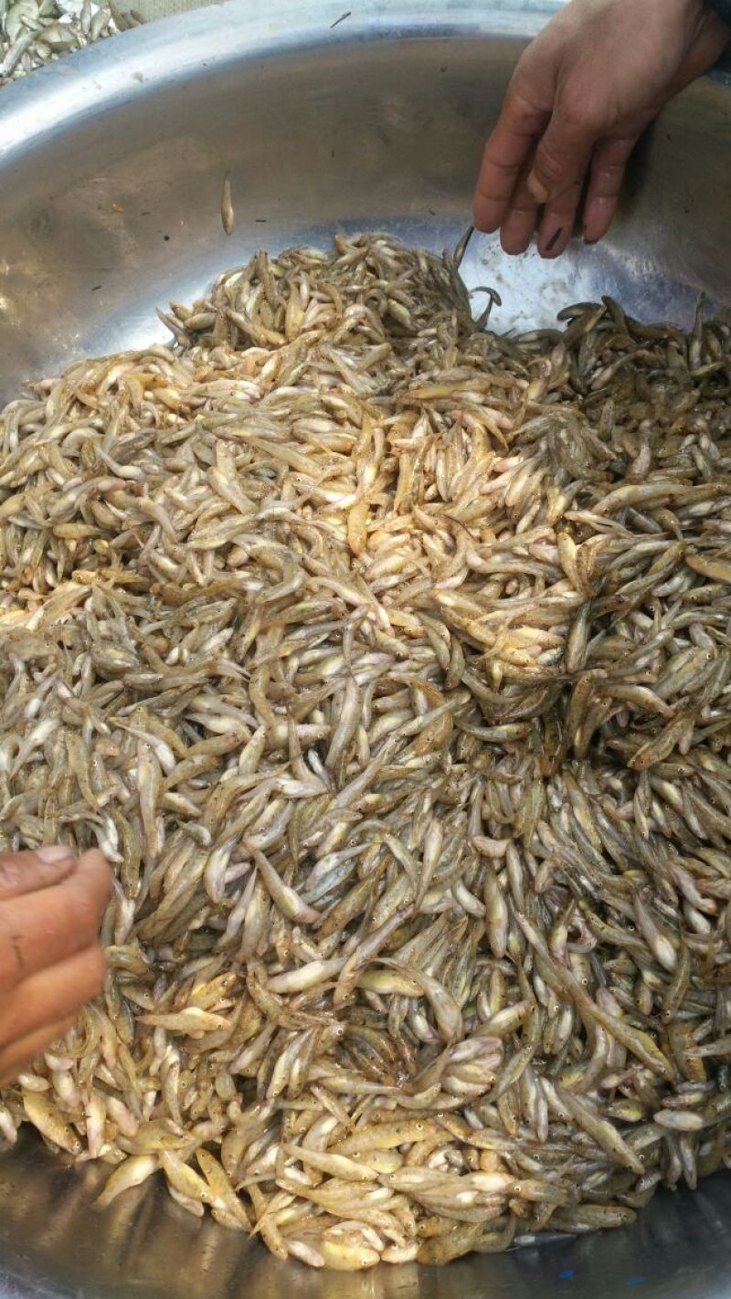 山坑鱼，小黄鱼食用