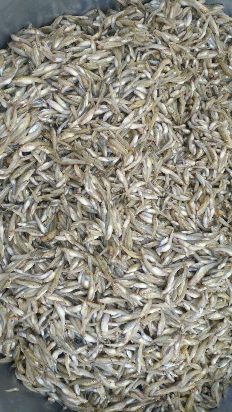 山坑鱼，小黄鱼食用