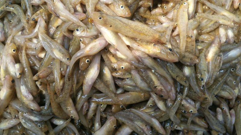山坑鱼，小黄鱼食用